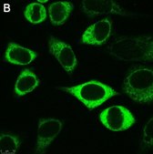 Anti-CAPRIN1 Antibody, clone 1F2 ZooMAb® Rabbit Monoclonal recombinant, expressed in HEK 293 cells
