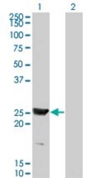 Monoclonal Anti-RAB15 antibody produced in mouse clone 1G12, purified immunoglobulin, buffered aqueous solution