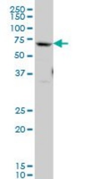 Monoclonal Anti-GATAD2B antibody produced in mouse clone 4C4, purified immunoglobulin, buffered aqueous solution