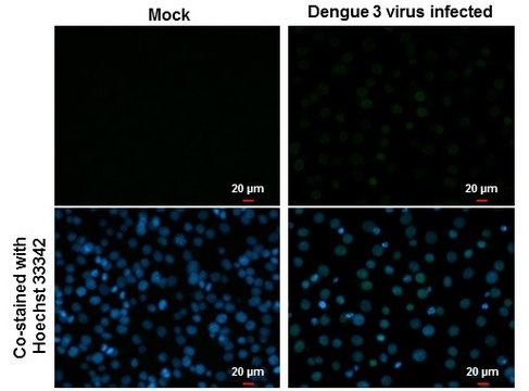 Monoclonal Anti-Dengue virus Type 2 NS5 protein antibody produced in mouse clone GT361, affinity isolated antibody