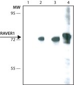 Anti-RAVER1 antibody, Mouse monoclonal clone RAV1, purified from hybridoma cell culture