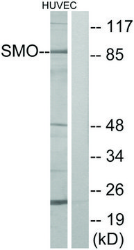 Anti-SMO antibody produced in rabbit affinity isolated antibody