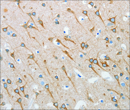 Anti-INTS1 antibody produced in rabbit affinity isolated antibody