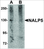 Anti-NALP5 antibody produced in rabbit affinity isolated antibody, buffered aqueous solution