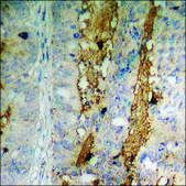 Anti-phospho-FGFR1 (pTyr766) antibody produced in rabbit affinity isolated antibody