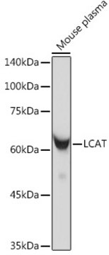 Anti-LCAT Antibody, clone 9C2U3, Rabbit Monoclonal