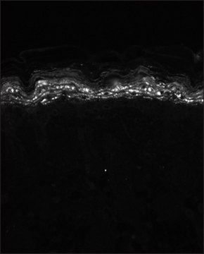 Monoclonal Anti-KCNA5 antibody produced in mouse clone S7-45, 1&#160;mg/mL, purified immunoglobulin