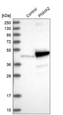 Anti-PNMA2 antibody produced in rabbit Prestige Antibodies® Powered by Atlas Antibodies, affinity isolated antibody, buffered aqueous glycerol solution