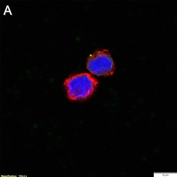 Anti-ssDNA Antibody, clone 16-19 ZooMAb&#174; Mouse Monoclonal recombinant, expressed in HEK 293 cells