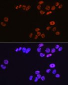 Anti-MCM3 antibody produced in rabbit