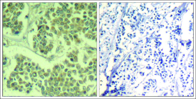 Anti-phospho-EIF2S1 (pSer49) antibody produced in rabbit affinity isolated antibody