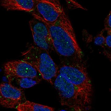 Anti-DLX1 antibody produced in rabbit Prestige Antibodies&#174; Powered by Atlas Antibodies, affinity isolated antibody