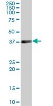 Anti-MRPS35 antibody produced in mouse IgG fraction of antiserum, buffered aqueous solution