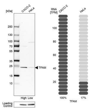 Anti-TFAM antibody produced in rabbit Prestige Antibodies&#174; Powered by Atlas Antibodies, affinity isolated antibody, buffered aqueous glycerol solution