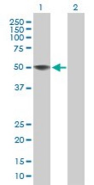 Anti-ZCCHC12 antibody produced in mouse purified immunoglobulin, buffered aqueous solution