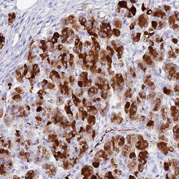 Anti-CELA3A antibody produced in rabbit Prestige Antibodies&#174; Powered by Atlas Antibodies, affinity isolated antibody, buffered aqueous glycerol solution