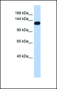 Anti-KCNH7 antibody produced in rabbit affinity isolated antibody