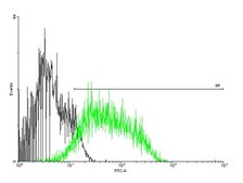 Anti-CD97 antibody produced in mouse purified immunoglobulin, buffered aqueous solution