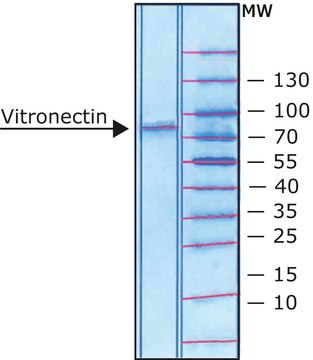 Vitronectin from rat plasma lyophilized powder, BioReagent, suitable for cell culture