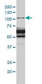 Monoclonal Anti-RASA1 antibody produced in mouse clone 2C12, purified immunoglobulin, buffered aqueous solution