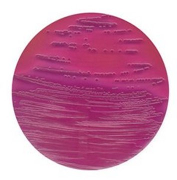 Violet Red Bile Agar suitable for microbiology, NutriSelect&#174; Plus