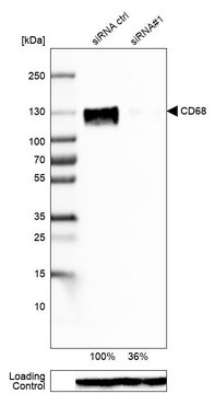 单克隆抗-CD68 小鼠抗 Prestige Antibodies&#174; Powered by Atlas Antibodies, clone CL1346, purified immunoglobulin, buffered aqueous glycerol solution