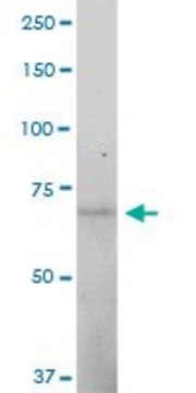 Anti-STAM antibody produced in mouse purified immunoglobulin, buffered aqueous solution