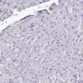 Anti-APOBR antibody produced in rabbit Prestige Antibodies® Powered by Atlas Antibodies, affinity isolated antibody, buffered aqueous glycerol solution