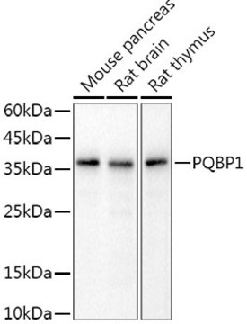 Anti-PQBP1 Antibody, clone 8D8H6, Rabbit Monoclonal