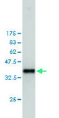 Monoclonal Anti-PTTG1 antibody produced in mouse clone 1D9, purified immunoglobulin, buffered aqueous solution