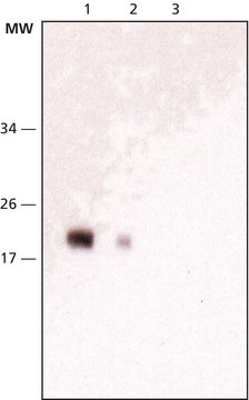 Monoclonal Anti-NY-ESO-1 小鼠抗 clone E978, purified from hybridoma cell culture