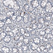Monoclonal Anti-INSM1 antibody produced in mouse Prestige Antibodies® Powered by Atlas Antibodies, clone CL11630, purified immunoglobulin, buffered aqueous glycerol solution