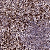 Anti-ABCA7 antibody produced in rabbit Prestige Antibodies® Powered by Atlas Antibodies, affinity isolated antibody, buffered aqueous glycerol solution