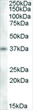 Anti-Proenkephalin antibody produced in goat affinity isolated antibody, buffered aqueous solution