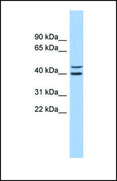 Anti-FBXL14, (N-terminal) antibody produced in rabbit affinity isolated antibody