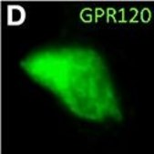 Anti-GPR120 antibody produced in rabbit affinity isolated antibody