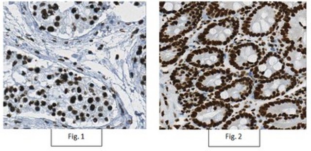 Anti-BPTF Antibody, clone 15B1.1 clone 15B1.1, from mouse