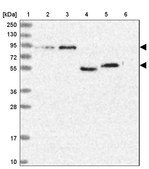 Anti-SH3D21 antibody produced in rabbit Prestige Antibodies® Powered by Atlas Antibodies, affinity isolated antibody, buffered aqueous glycerol solution