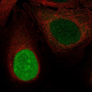 Anti-NUSAP1 antibody produced in rabbit Prestige Antibodies&#174; Powered by Atlas Antibodies, affinity isolated antibody