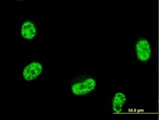 Anti-SEPT12 antibody produced in mouse IgG fraction of antiserum, buffered aqueous solution