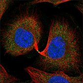 Anti-CFAP53 antibody produced in rabbit Prestige Antibodies® Powered by Atlas Antibodies, affinity isolated antibody, buffered aqueous glycerol solution