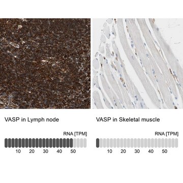 Anti-VASP antibody produced in rabbit Prestige Antibodies&#174; Powered by Atlas Antibodies, affinity isolated antibody, buffered aqueous glycerol solution