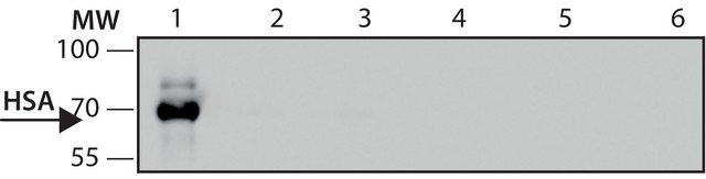 抗-人血清白蛋白抗体,小鼠单克隆 clone HSA-11, purified from hybridoma cell culture