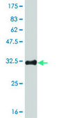Monoclonal Anti-HES2 antibody produced in mouse clone 3H1, purified immunoglobulin, buffered aqueous solution