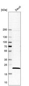 Anti-JAZF1 antibody produced in rabbit Prestige Antibodies® Powered by Atlas Antibodies, affinity isolated antibody