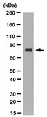 Anti-TRAP-1 Antibody, clone TR-1 clone TR-1, from mouse