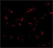 Anti-BICD1 antibody produced in rabbit affinity isolated antibody, buffered aqueous solution