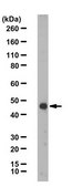 Anti-Homer1 Antibody from rabbit, purified by affinity chromatography