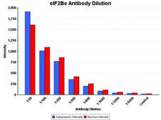 Anti-eIF2Bε antibody produced in rabbit IgG fraction of antiserum, buffered aqueous solution