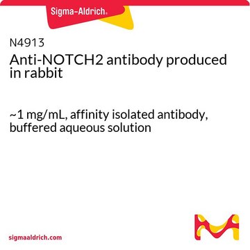 Anti-NOTCH2 antibody produced in rabbit ~1&#160;mg/mL, affinity isolated antibody, buffered aqueous solution